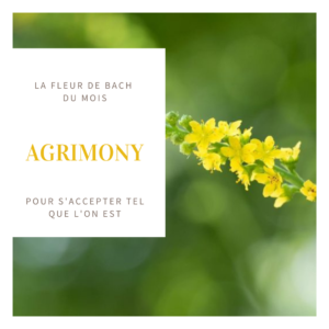 la fleur de bach du mois