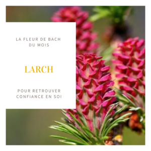 fleur de bach